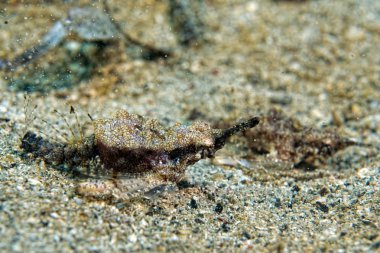 Pegasus balık portre