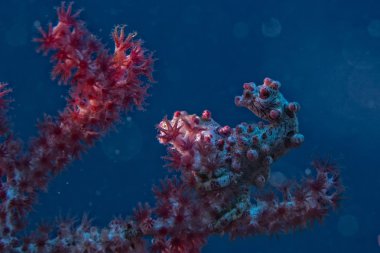 bargibanti Pigme deniz atı en küçük dünya Papua