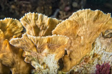 Endonezya'da dalış yaparken sert mercan makro detay