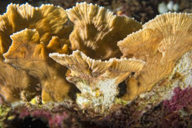 Endonezya'da dalış yaparken sert mercan makro detay