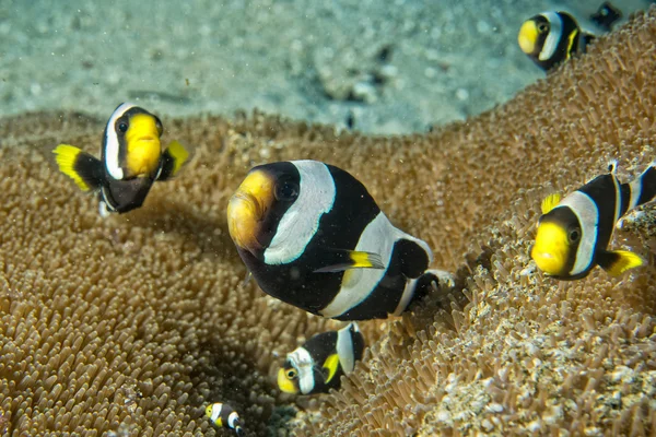 Clownfische beim Anblick von Anemone — Stockfoto