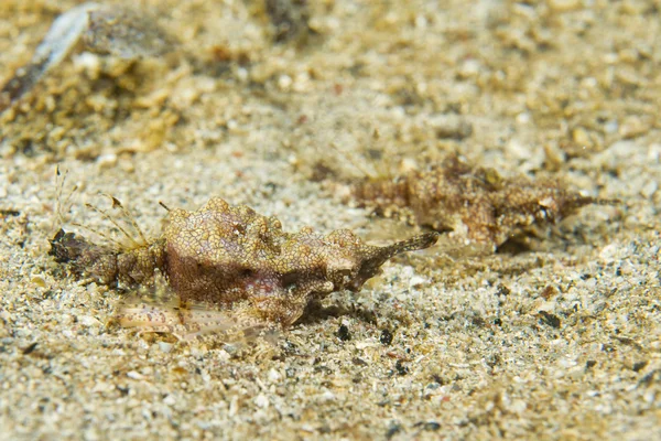 Portrait de poisson de Pegasus — Photo