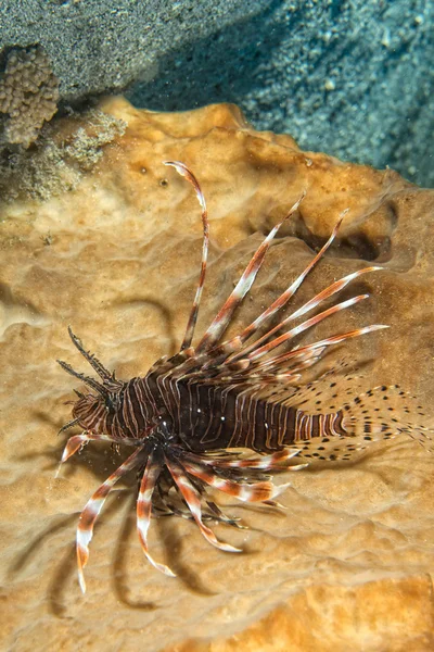 Scorpion Lion fish portrait — Stok fotoğraf