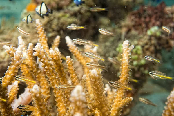 Casa de corales del Mar Rojo para peces — Foto de Stock