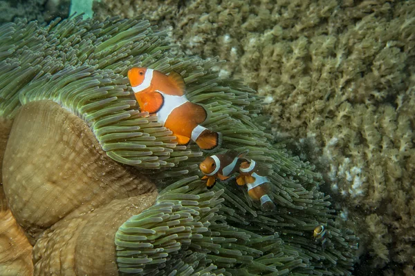 Pesce pagliaccio mentre ti guarda da anemone — Foto Stock