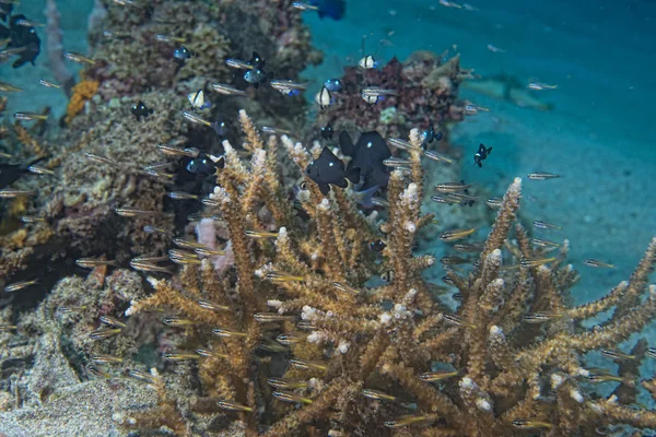 Red Sea corals house for Fishes — Stock Photo, Image