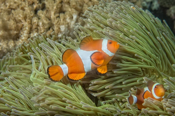 Clown fish while looking at you from anemone — Stock Photo, Image