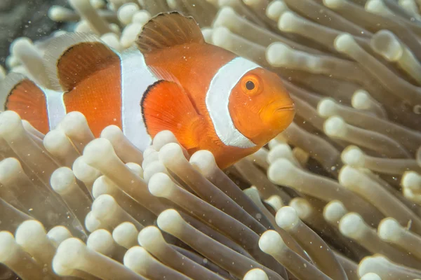 Pesce pagliaccio mentre ti guarda da anemone — Foto Stock