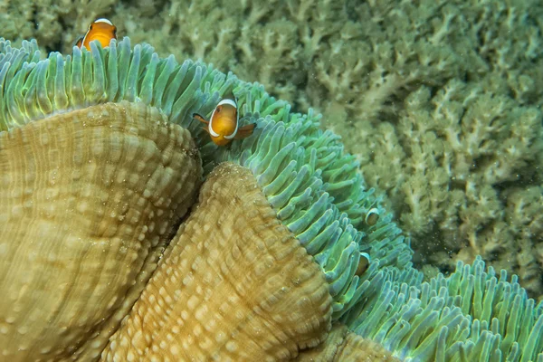 Clown fish while looking at you from anemone — Stock Photo, Image