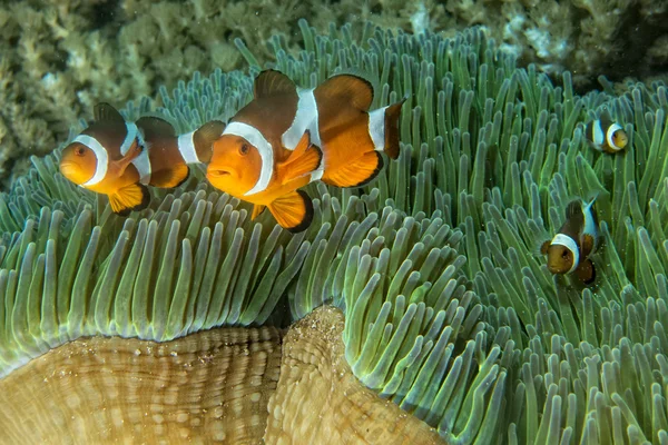 Clown fisk medan du tittar på dig från anemone — Stockfoto