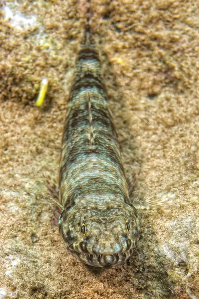 Colorful lizard fish on reef rocks — Stock Photo, Image