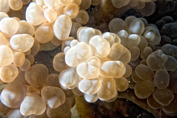 Detalhe macro coral duro enquanto mergulha na Indonésia — Fotografia de Stock