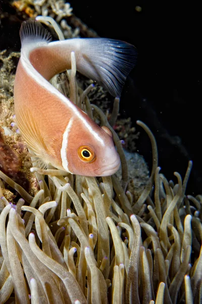 Pesce pagliaccio mentre ti guarda da anemone — Foto Stock