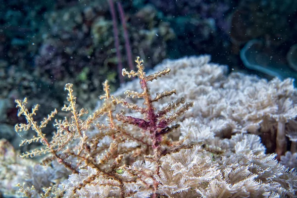 Macro detalle de coral duro mientras bucea en Indonesia —  Fotos de Stock