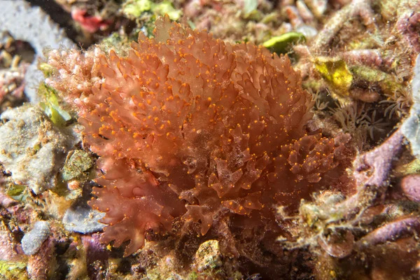 Twardy koral makro szczegółów podczas nurkowania w Indonezji — Zdjęcie stockowe