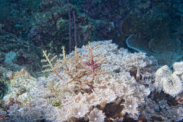 Twardy koral makro szczegółów podczas nurkowania w Indonezji — Zdjęcie stockowe