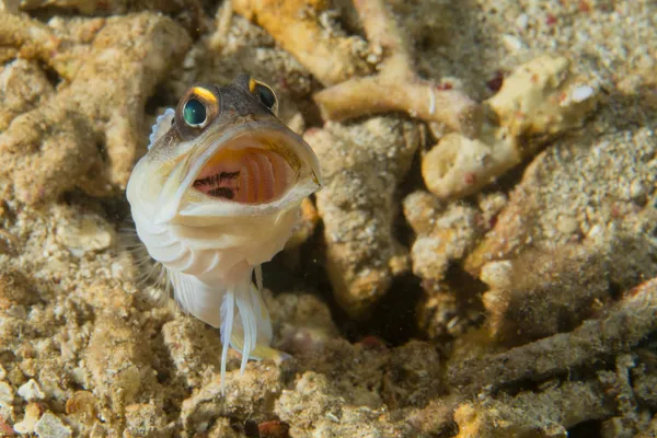 Goby fish — Stock Photo, Image