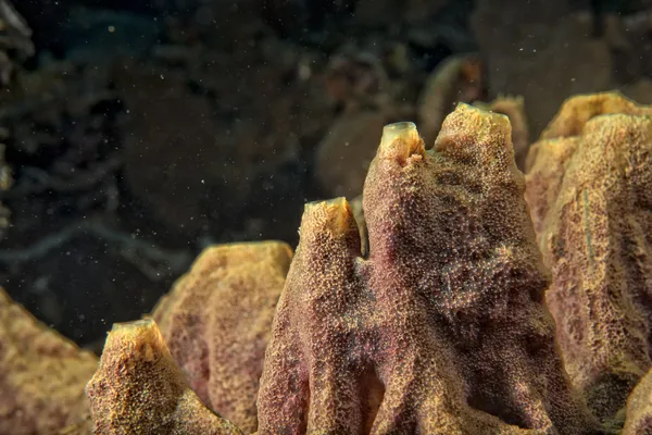 同时在印度尼西亚潜水的硬珊瑚宏详细 — 图库照片