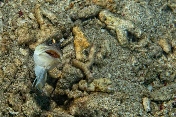 Grondel vis — Stockfoto