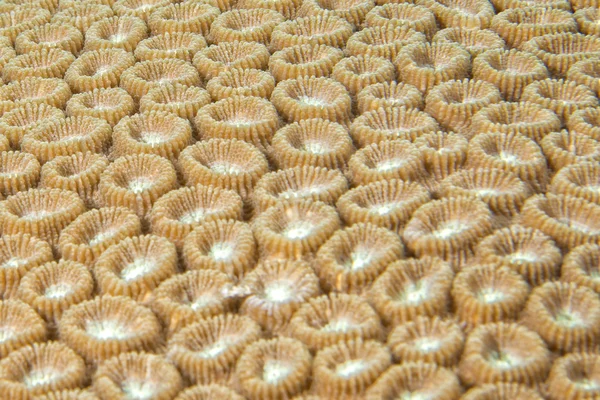 Hard coral macro detail while diving in Indonesia — Stock Photo, Image