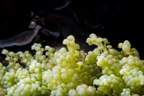 Detalhe macro coral duro enquanto mergulha na Indonésia — Fotografia de Stock