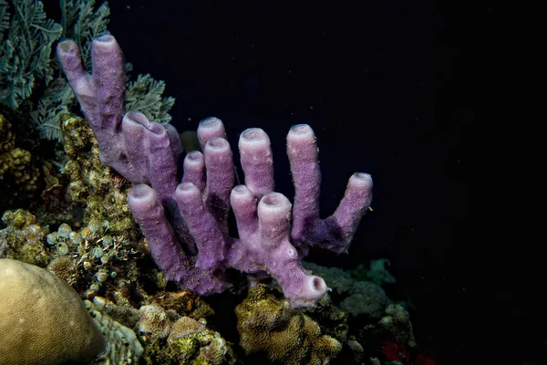 Endonezya'da dalış yaparken sert mercan makro detay — Stok fotoğraf