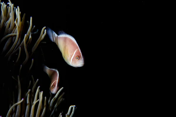 Pesce pagliaccio mentre ti guarda da anemone — Foto Stock