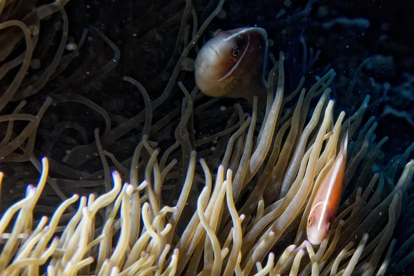 Clownfische beim Anblick von Anemone — Stockfoto