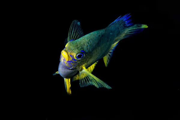 Isolated yellow damesel in the black background in Cebu Philippines — Stock Photo, Image