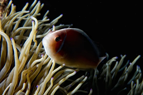 Clown fish while looking at you from anemone — Stock Photo, Image