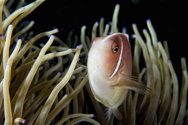 Peşte clovn în timp ce te priveşte din anemonă — Fotografie, imagine de stoc