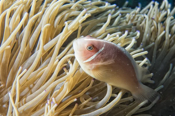 Clownfische beim Anblick von Anemone — Stockfoto