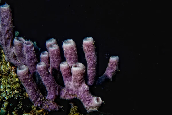 Harde koraal macro detail tijdens het duiken in Indonesië — Stockfoto