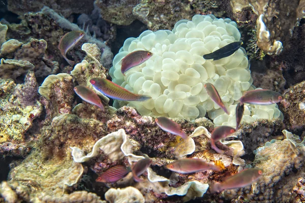 Detalhe macro coral duro enquanto mergulha na Indonésia — Fotografia de Stock