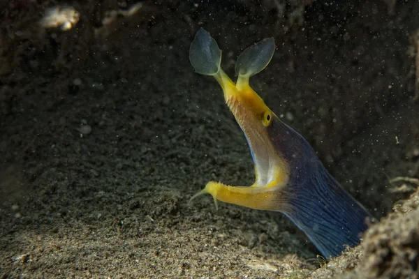 Yellow and blue Eel mooray portrait — Stock Photo, Image