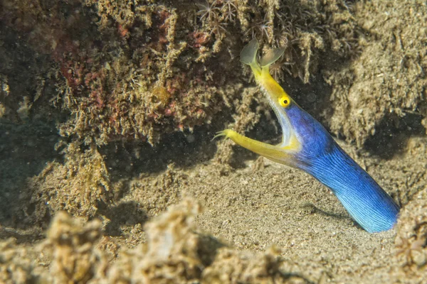 Amarelo e azul Enguia mooray retrato — Fotografia de Stock