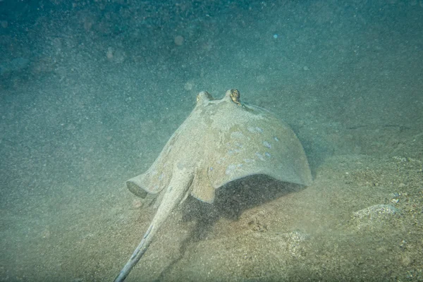 Blå prickiga ray på nära håll ögonen detalj i sipadan, borneo, malaysia — Stockfoto