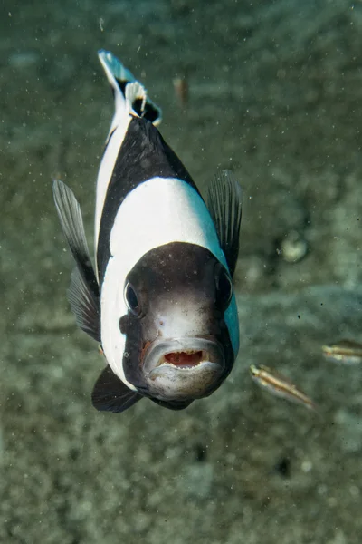 Клонова риба, дивлячись на тебе з анемони — стокове фото