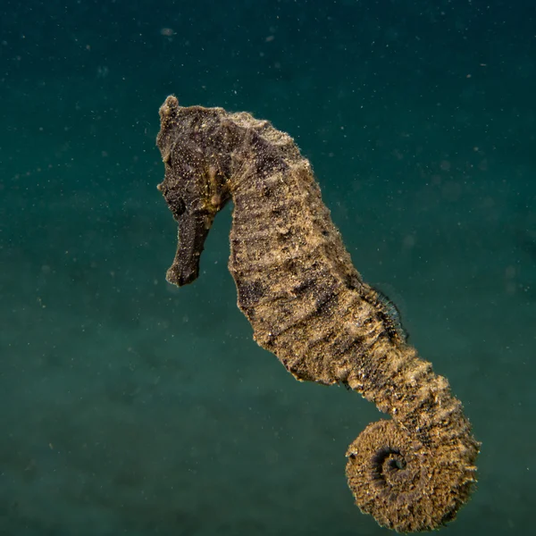 Zwarte Zeepaard op zoek naar jou in Indonesië — Stockfoto