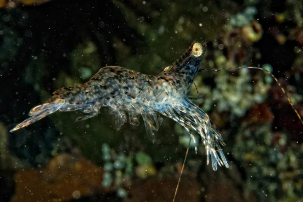 Shrimp on the black backgorund in Indonesia — Stock Photo, Image