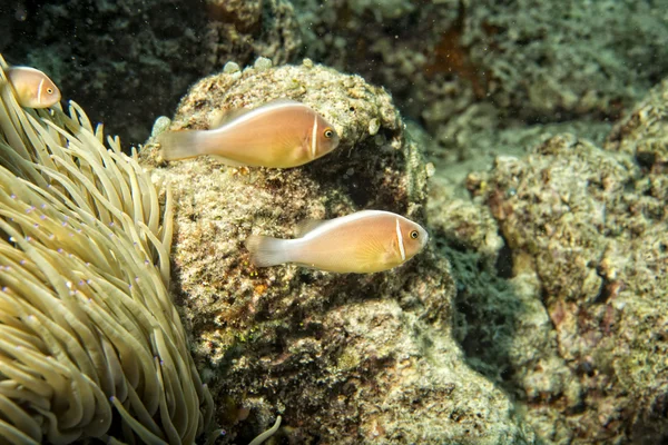 Clown vis terwijl op zoek naar jou van anemone — Stockfoto