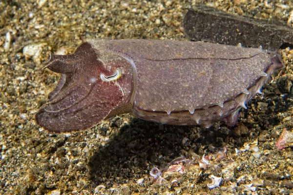 Cuttlefish underwater — Stock Photo, Image