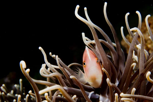 Pesce pagliaccio mentre ti guarda da anemone — Foto Stock