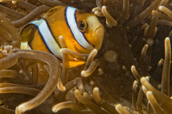 Clown fisk medan du tittar på dig från anemone — Stockfoto