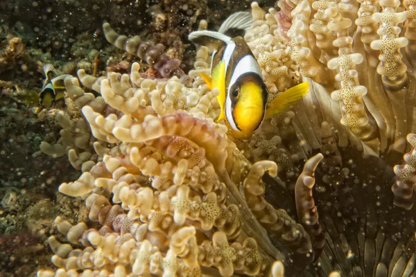 Clown fish while looking at you from anemone — Stock Photo, Image