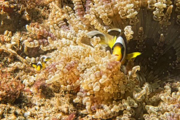Clownfische beim Anblick von Anemone — Stockfoto