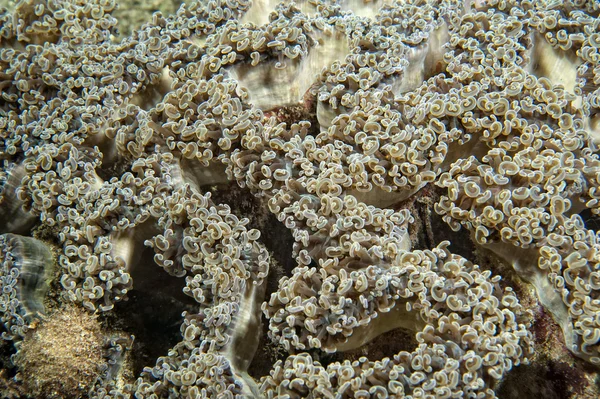 Жесткий коралловый макрос во время дайвинга в Индонезии — стоковое фото