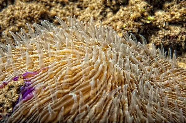 Жесткий коралловый макрос во время дайвинга в Индонезии — стоковое фото