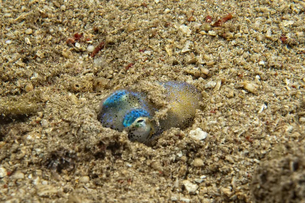 Seppia sott'acqua mentre si nasconde nella sabbia — Foto Stock