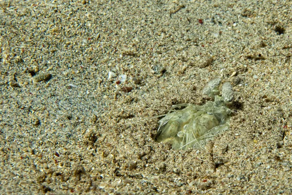 Lagosta Mantis defendendo ovos em seu ninho — Fotografia de Stock